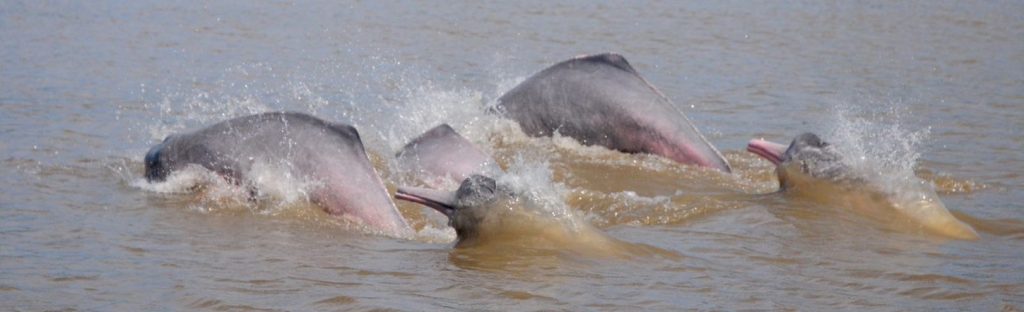 Manada de delfines