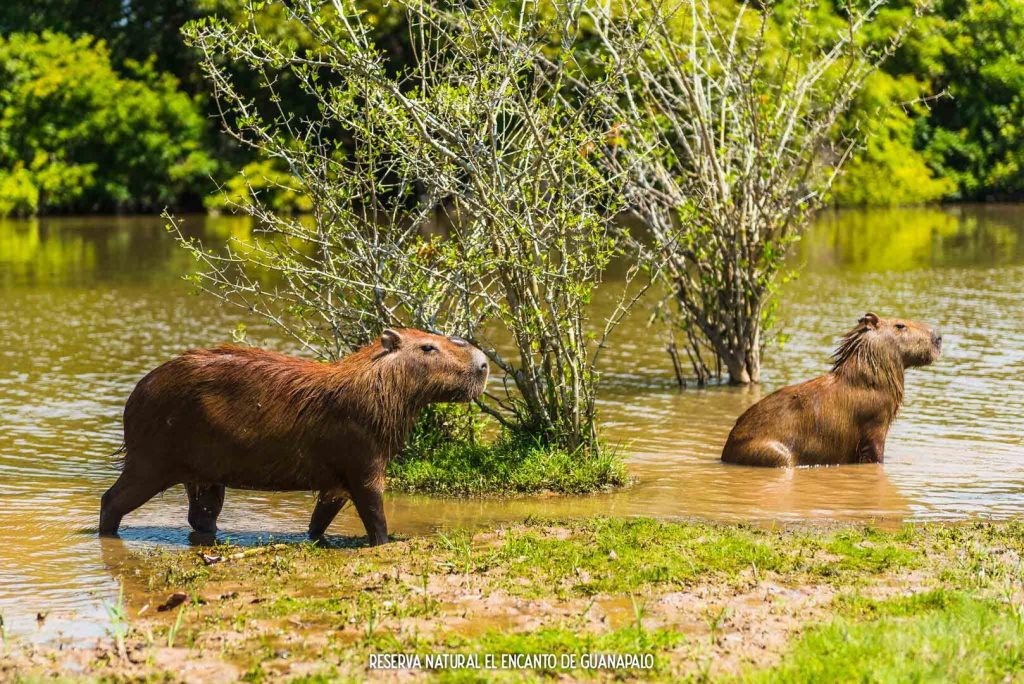 Chigüiros: los jomos, como le dicen en los Llanos Orientales a los chigüiros, aparecen en manadas en la reserva El Encanto de Guanapalo. / FOTO: El Encanto de Guanapalo