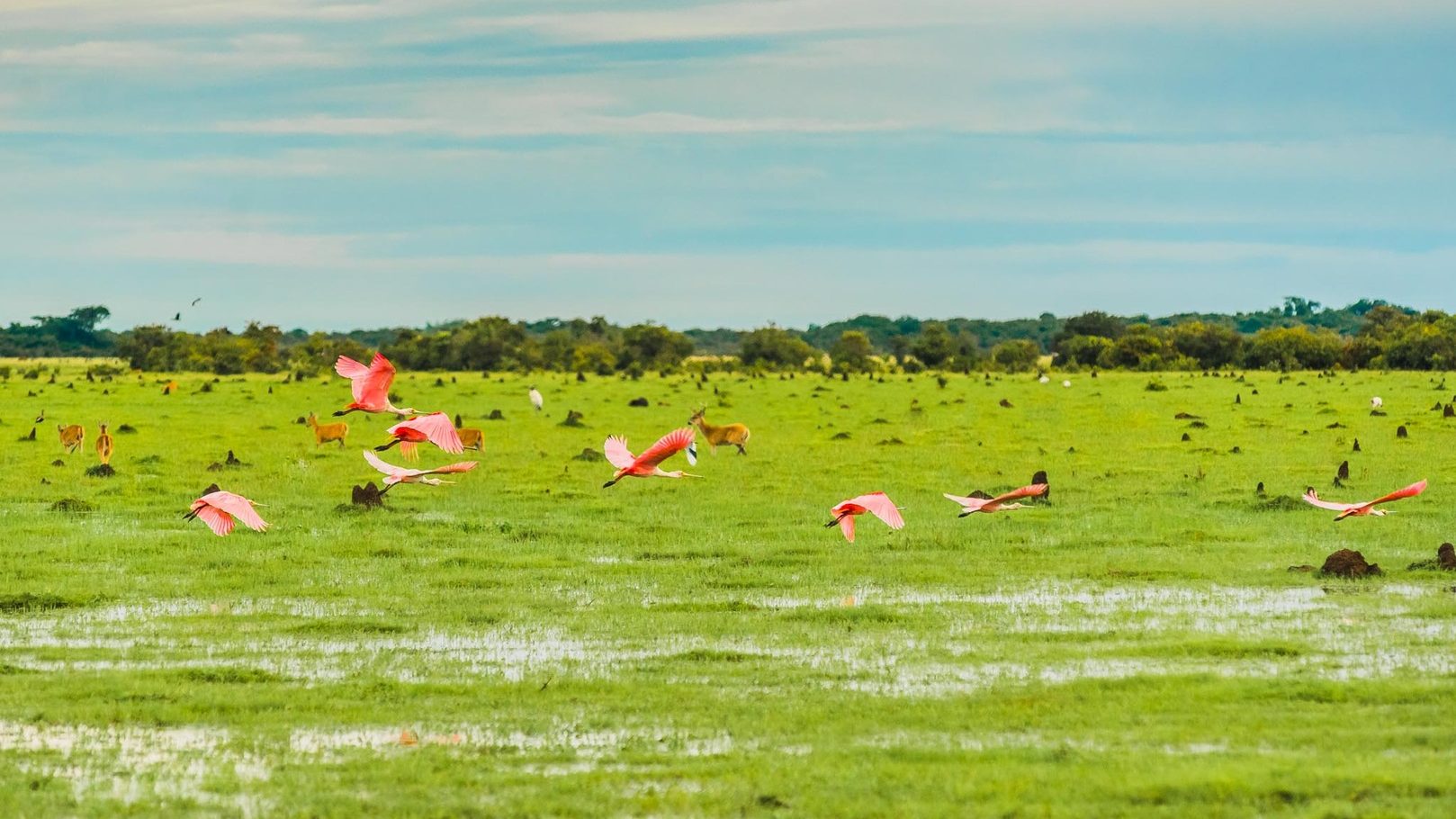 En El Encanto de Guanapalo hay alrededor de 270 especies de aves. / FOTO: El Encanto de Guanapalo