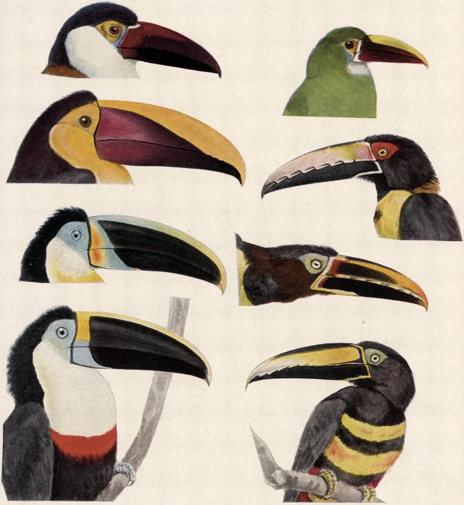 Aves de Colombia 1917
