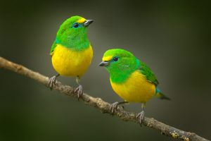 Aves de Colombia