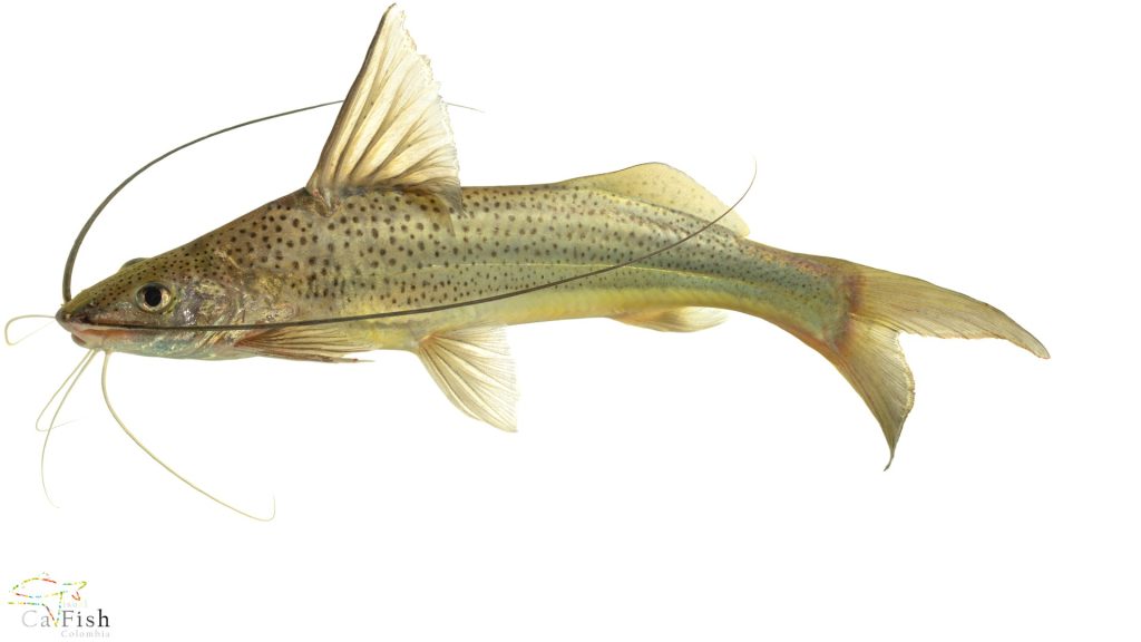 Photafish System