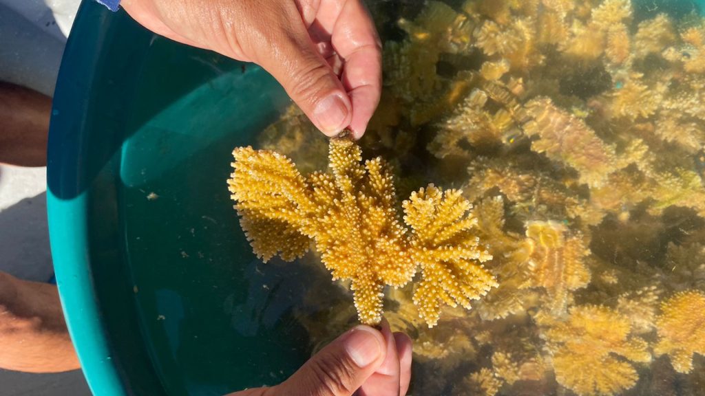 Corales dentro 2