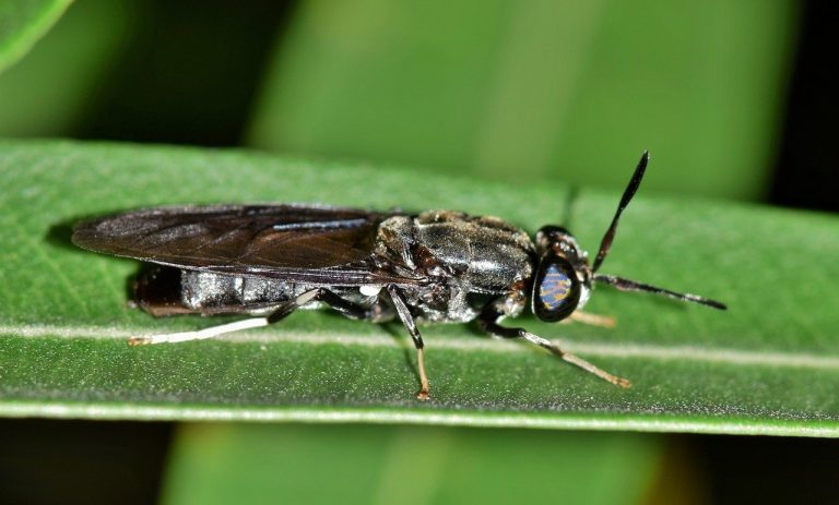 Mosca Negra Soldado / FOTO: Pixabay