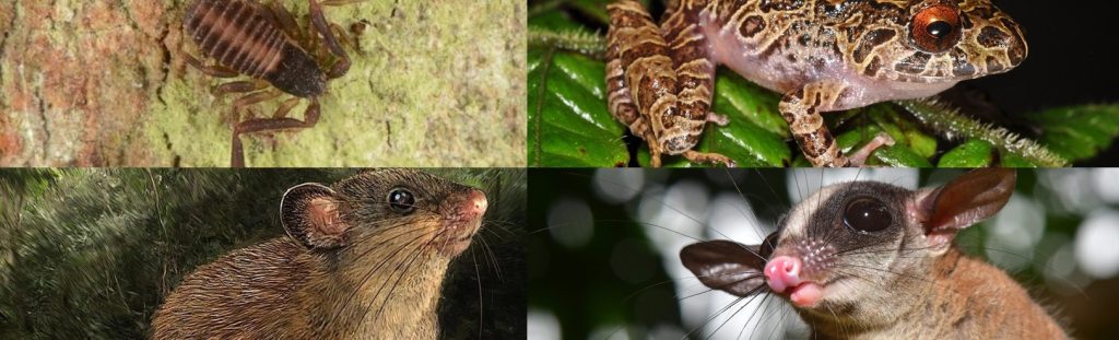 Especies descubiertas en Colombia