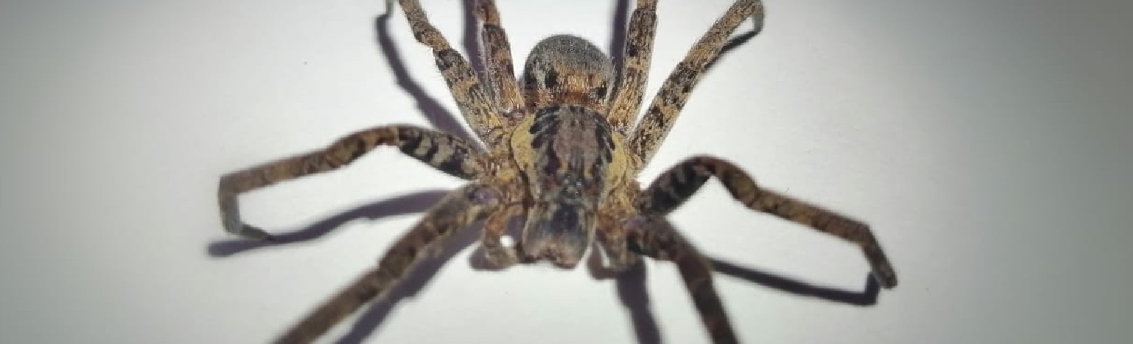 Este biólogo quiere develar los secretos de las arañas colombianas -  Colombia Visible