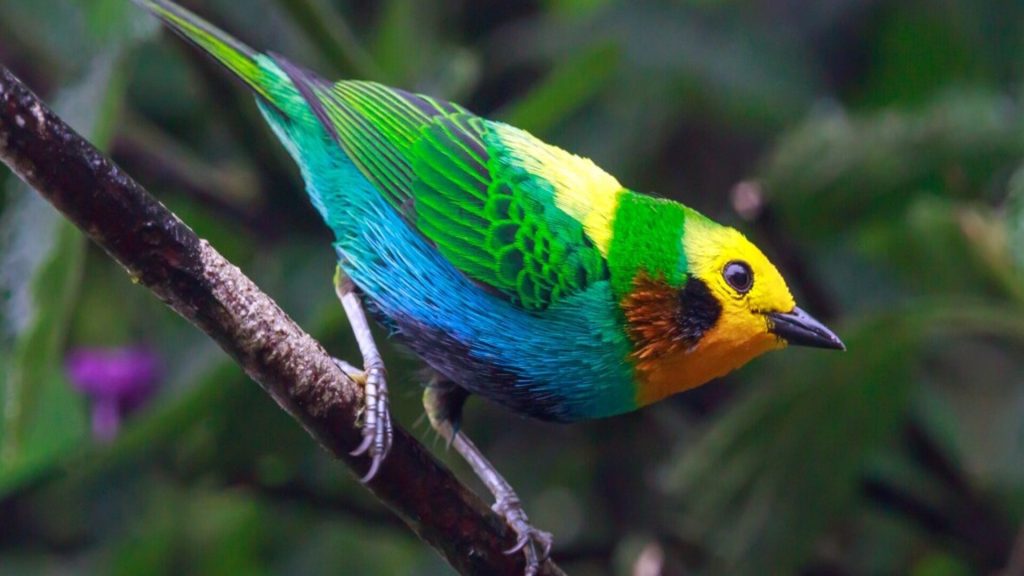 Tángara multicolor ave