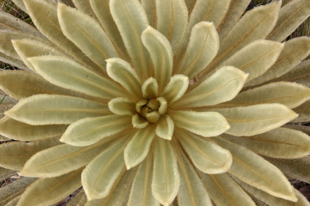 Las hojas del frailejón se utilizan en la medicina tradicional de distintas comunidades que habitan en los páramos. / FOTO: Shutterstock