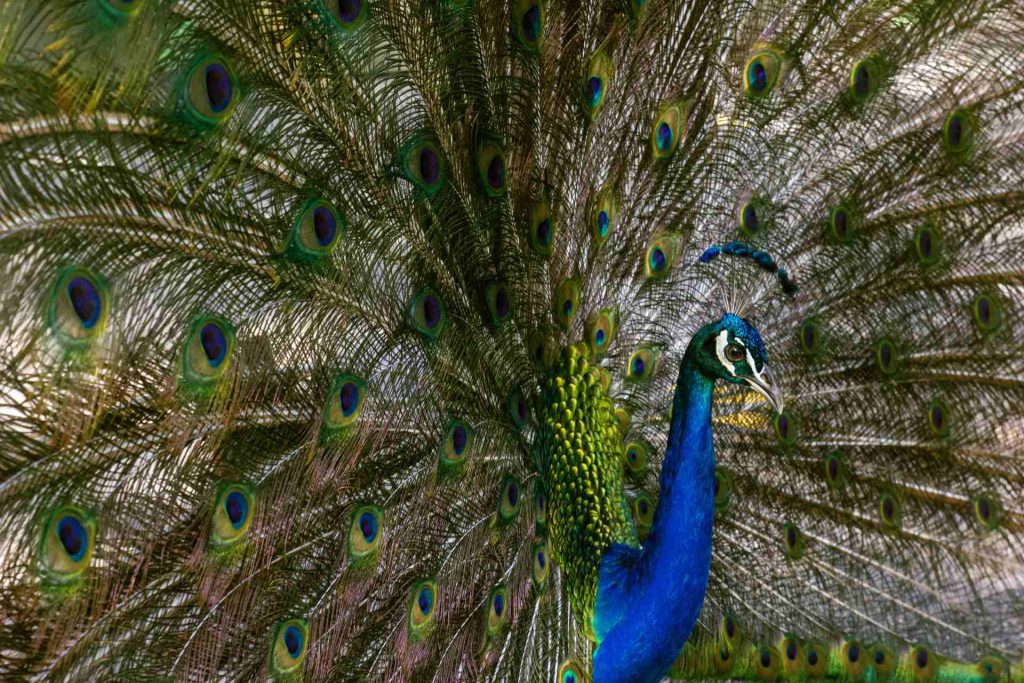El pavo real es una de las especies más vistosas entre las aves. Se caracteriza por extender las plumas de su cola durante el proceso de apareamiento. / FOTO: Juan Flórez