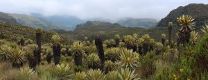 Frailejones / FOTO: Shutterstock