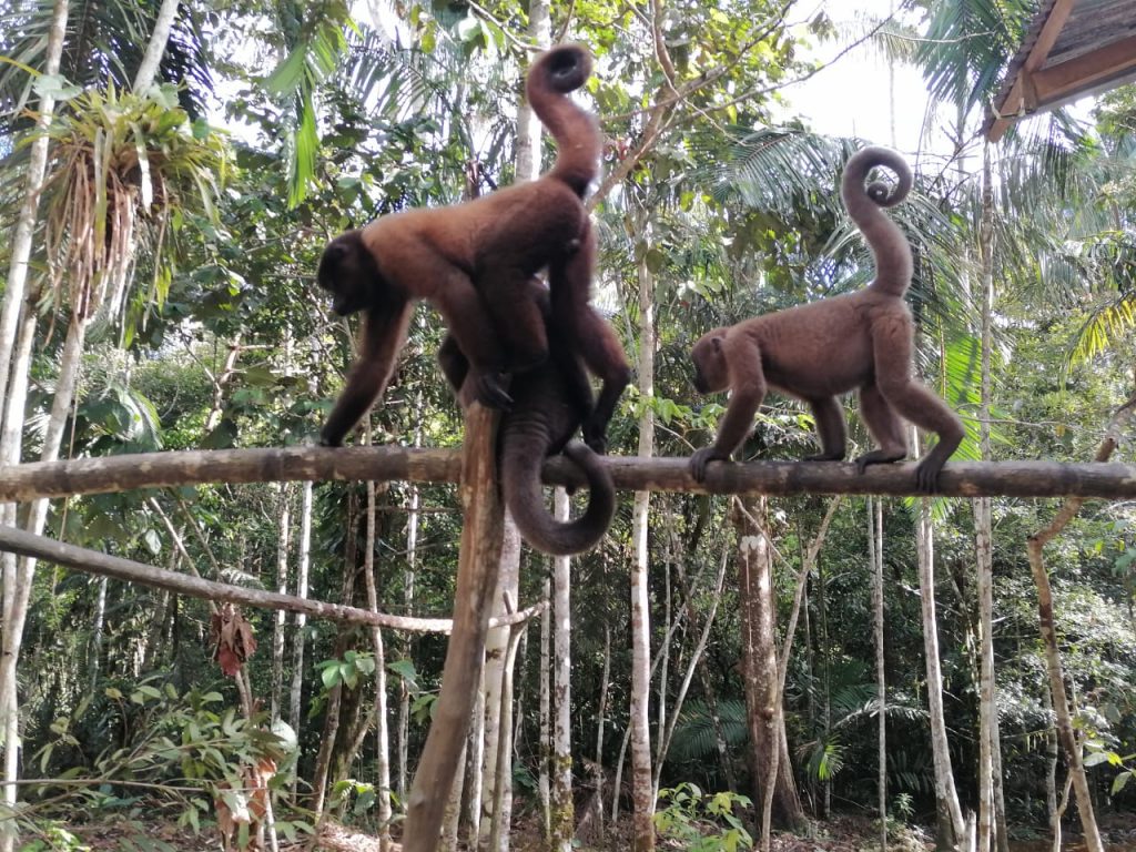 Los micos churucos son importantes reforestadores de la selva amazónica. / FOTO: Fundación Maikúchiga