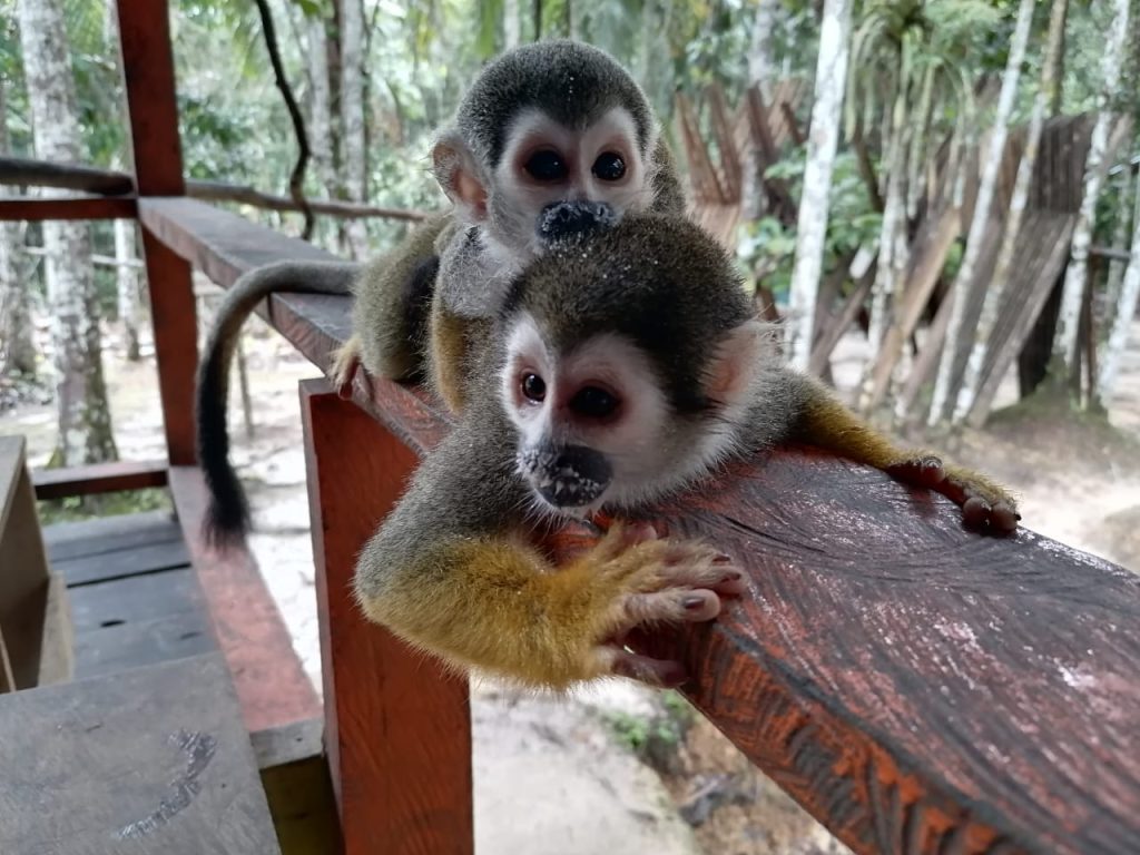 Diferentes especies de monos y otras especies de animales encuentran un refugio en la Fundación Maikúchiga, dentro del resguardo Mocagua. / FOTO: Fundación Maikúchiga