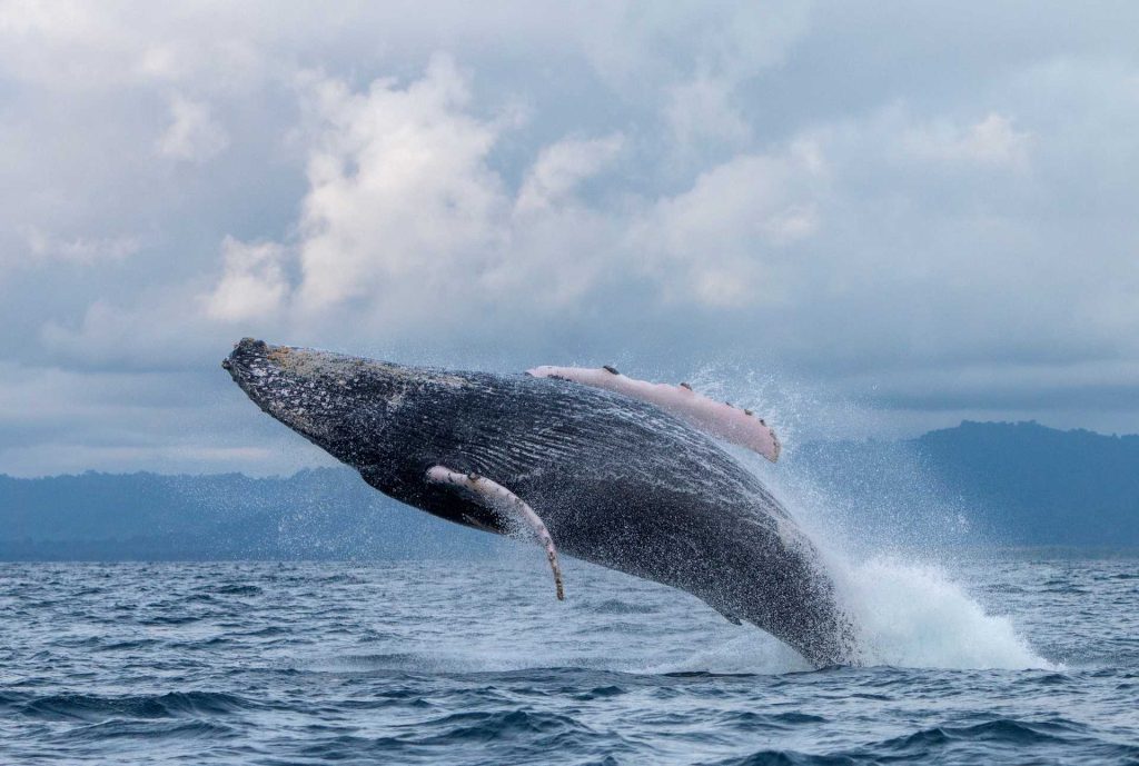 Además, Nuquí es uno de los puntos del Pacífico donde puede hacerse avistamiento de ballenas entre julio y octubre. / FOTO: Shutterstock
