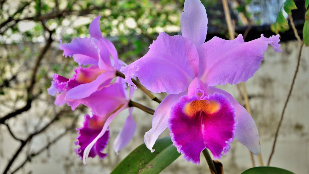 La flor más 'elaborada' de la naturaleza: seis cosas que no sabía de las  orquídeas - Colombia Visible