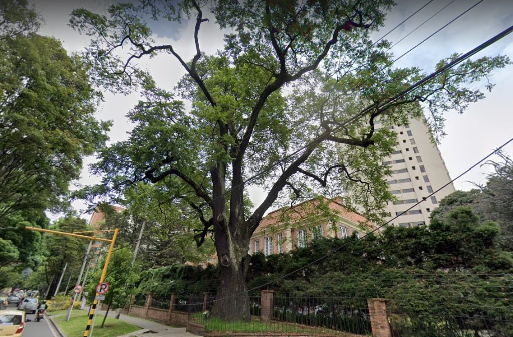 Aunque circula el mito urbano que dice que este árbol es el más antiguo de la ciudad, no es posible confirmar que así sea. / FOTO: Google Street View