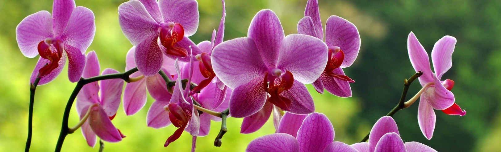 La flor más 'elaborada' de la naturaleza: seis cosas que no sabía de las  orquídeas - Colombia Visible