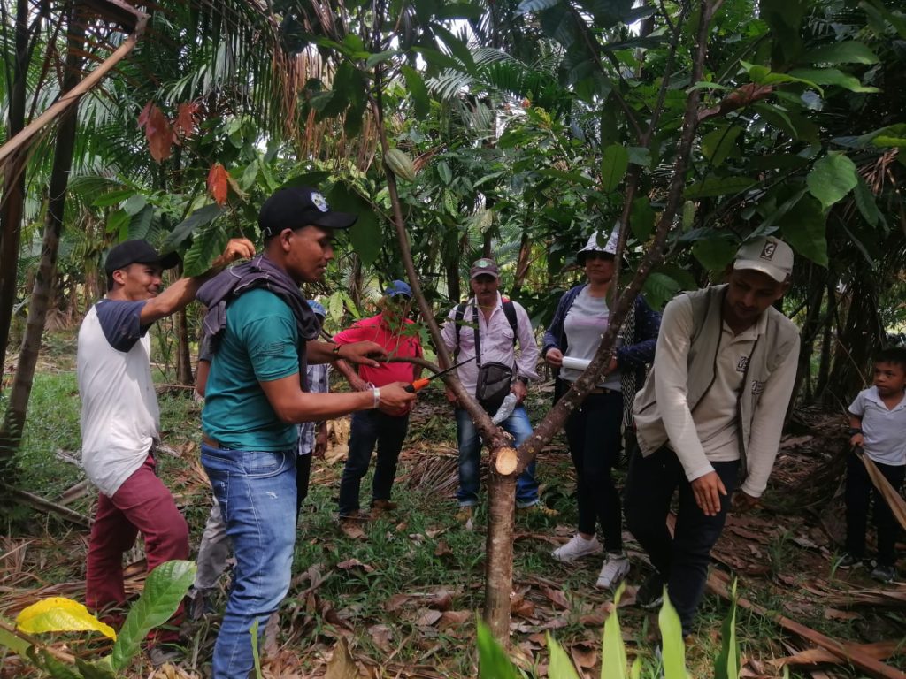 62 familias del municipio de San José del Fragua en Caquetá comenzaron a sustituir la coca por cacao desde 2007. / FOTO: Berley Sánchez