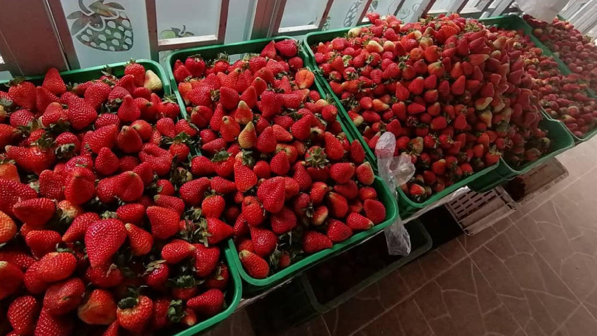 Dónde encontrar las mejores mogollas, garullas y fresas con crema en