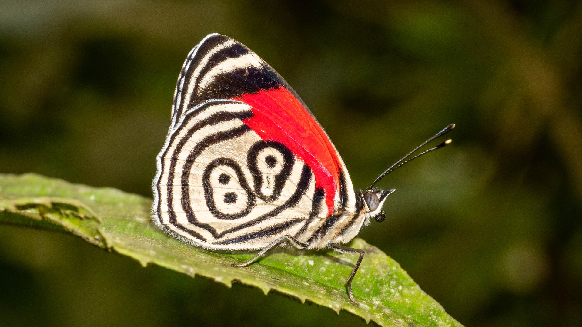Especie Diaethria marchalii. Se encuentra sobre todo en los Andes Colombianos, aunque también tiene presencia en México, Perú y Argentina. /FOTO: Juan Guillermo Jaramillo - @Butterflycatalogs.