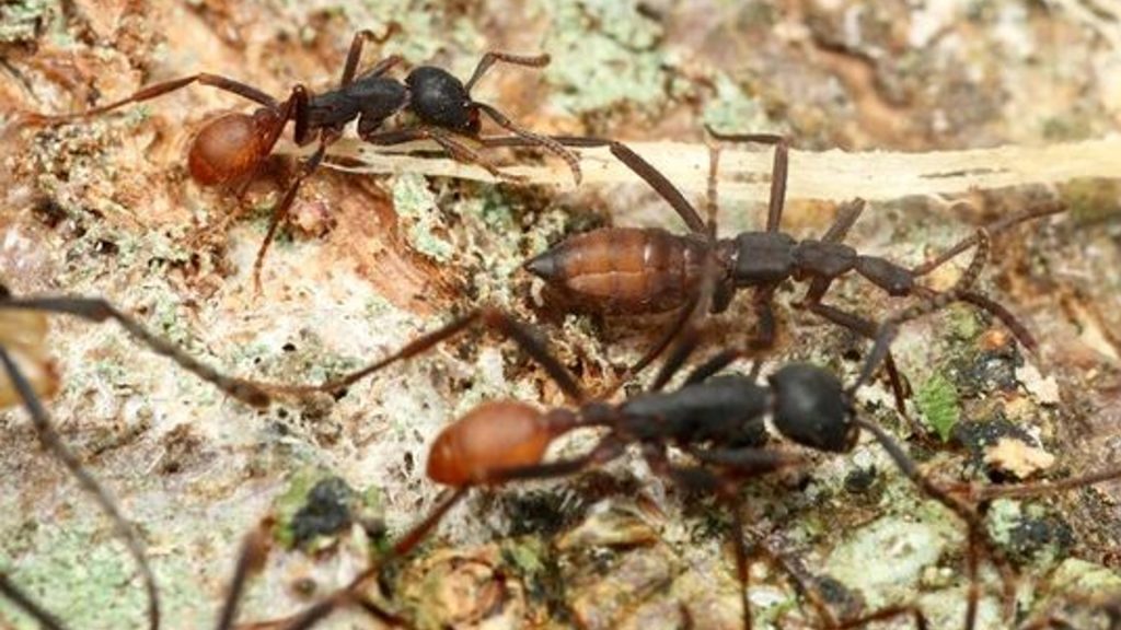 Hormigas de Colombia