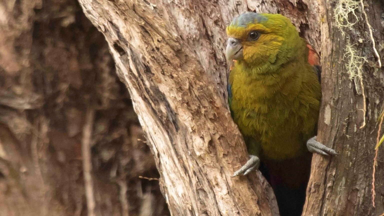 Así protegen al lorito más raro y amenazado de Colombia - Colombia Visible