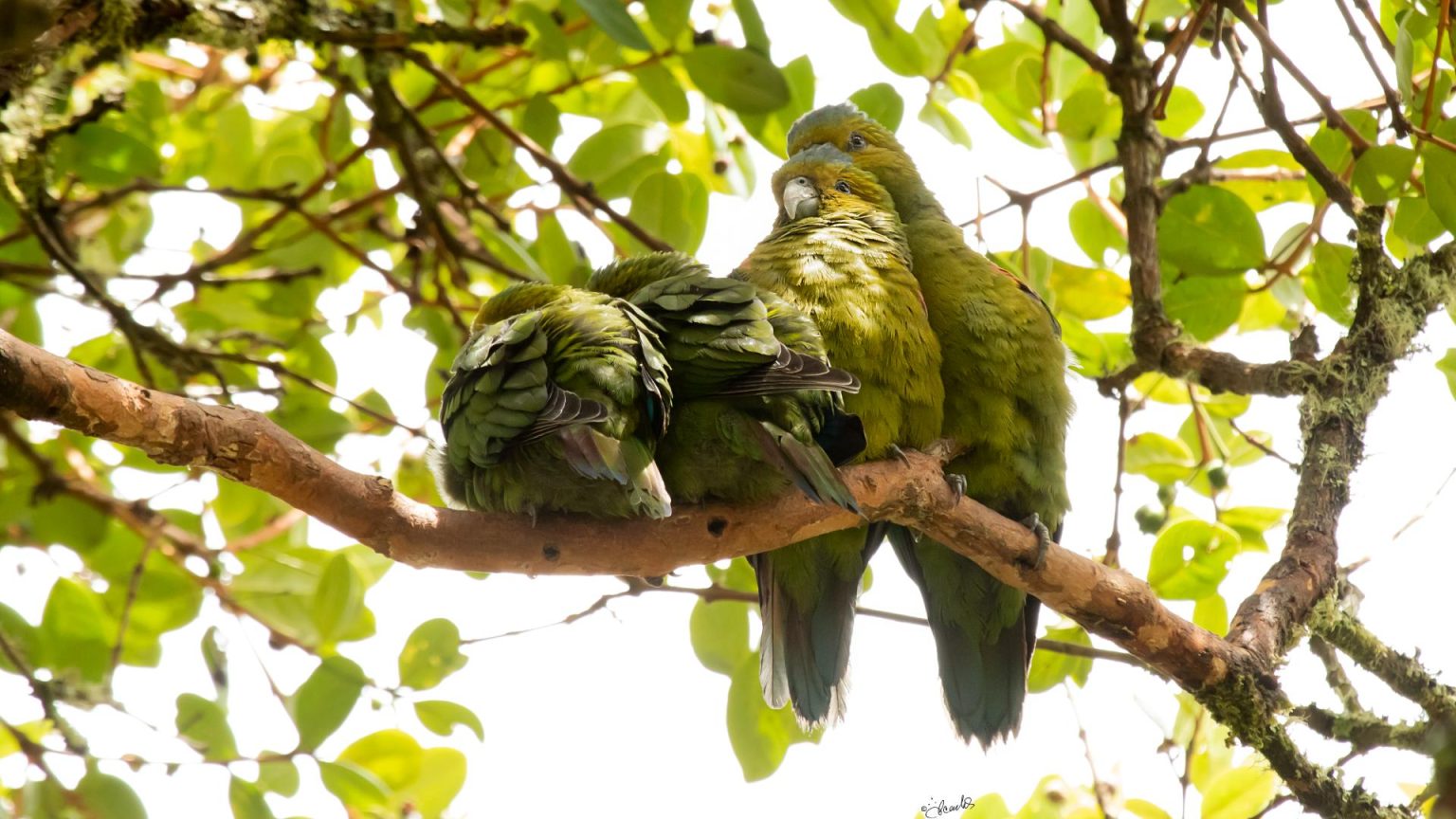 Así protegen al lorito más raro y amenazado de Colombia - Colombia Visible