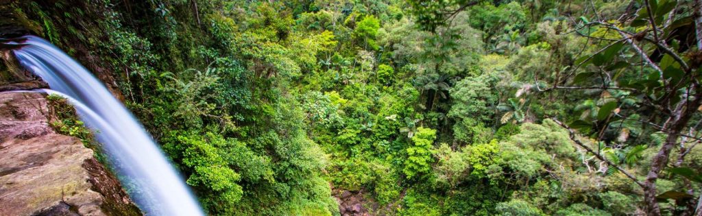 Amazonía endemismo / FOTO: Shutterstock