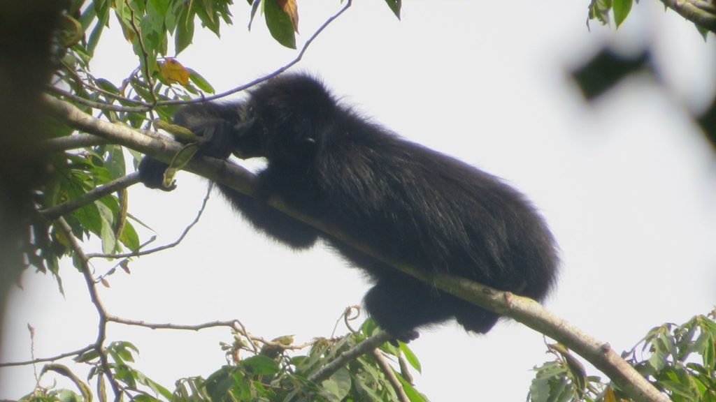 Mono Araña - Neotropical Primate Conservation2