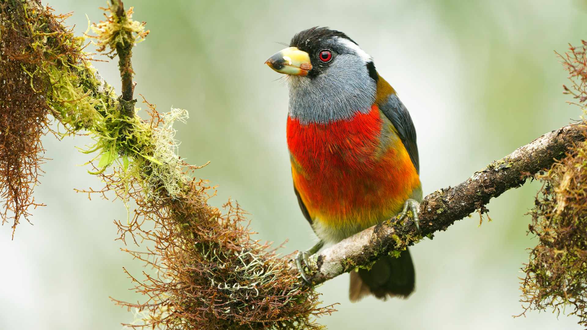 El cabezón tucán​ vive en los bosques húmedos y hace sus nidos en los troncos de árboles viejos. / FOTO: Shutterstock