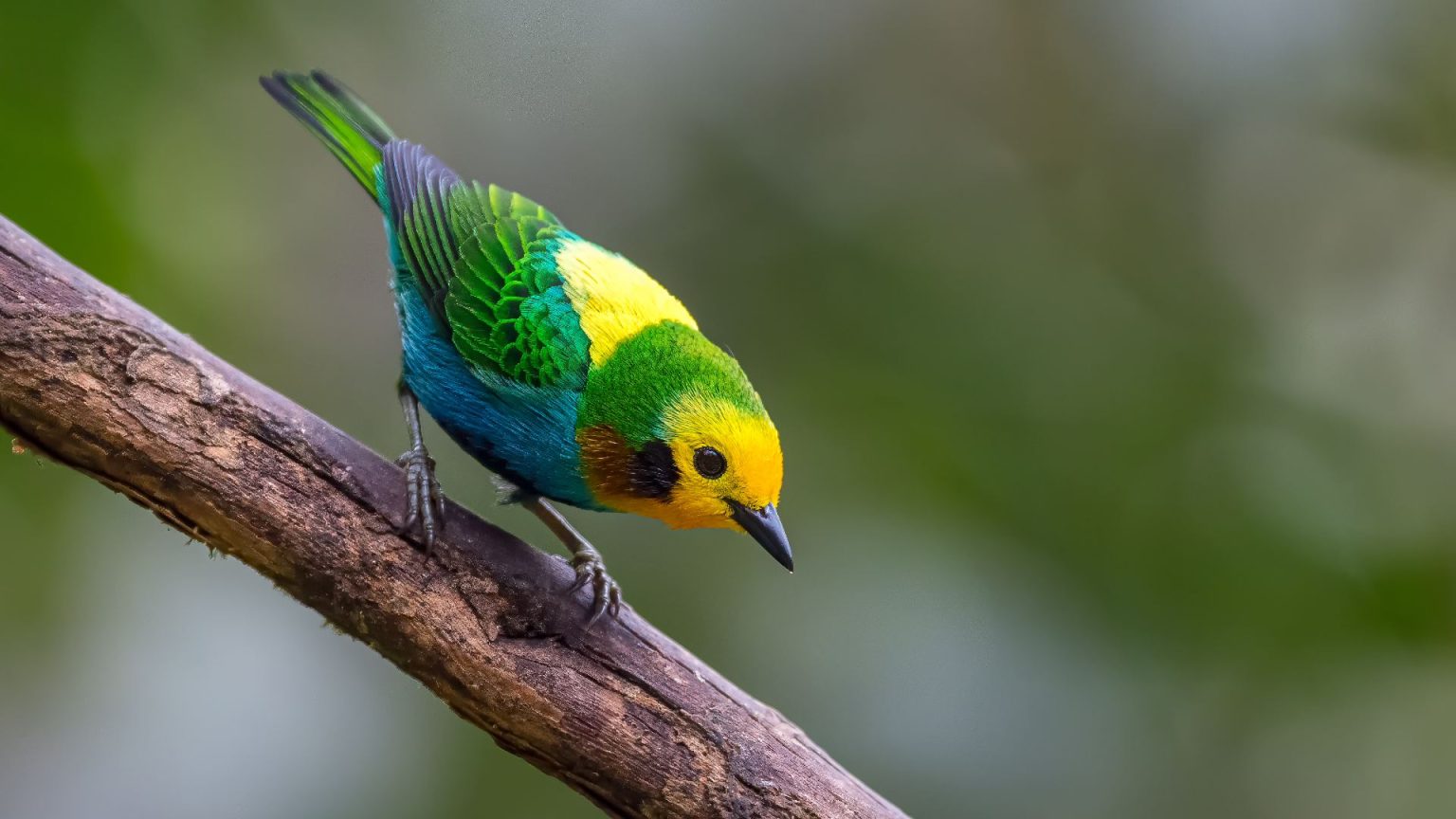 Estas Son Cinco Especies De Aves Que Puede Observar En Cali Colombia estas-son-cinco-especies-de-aves-que-puede-observar-en-cali-colombia