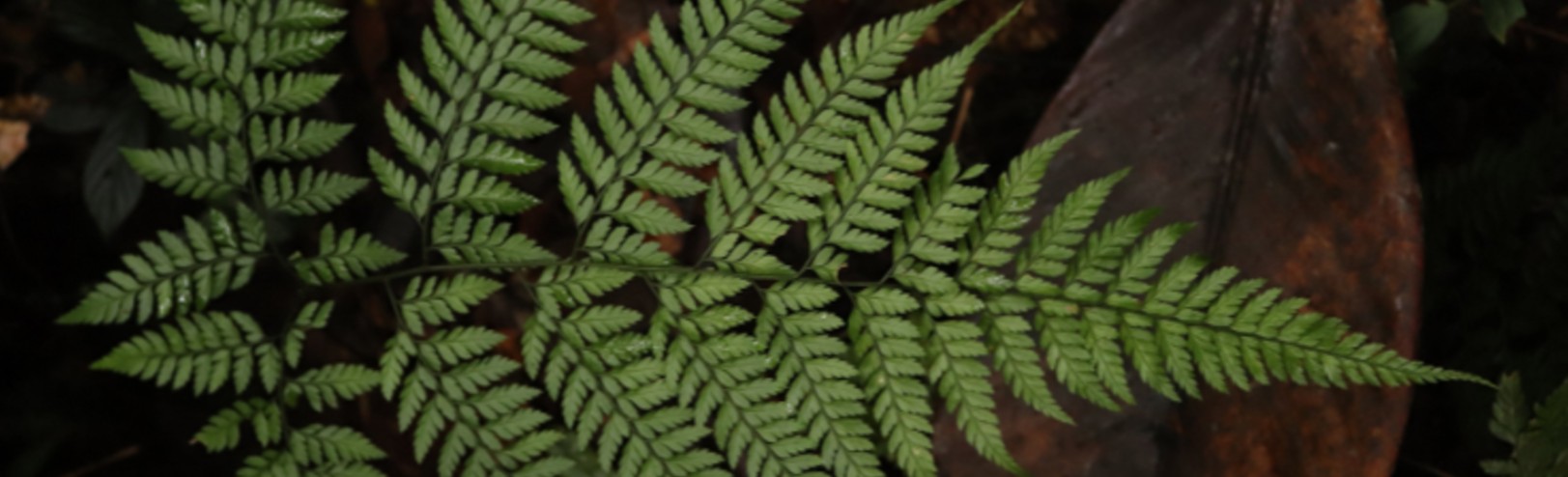 Con 1.450 especies, Colombia también es potencia en esta planta ...