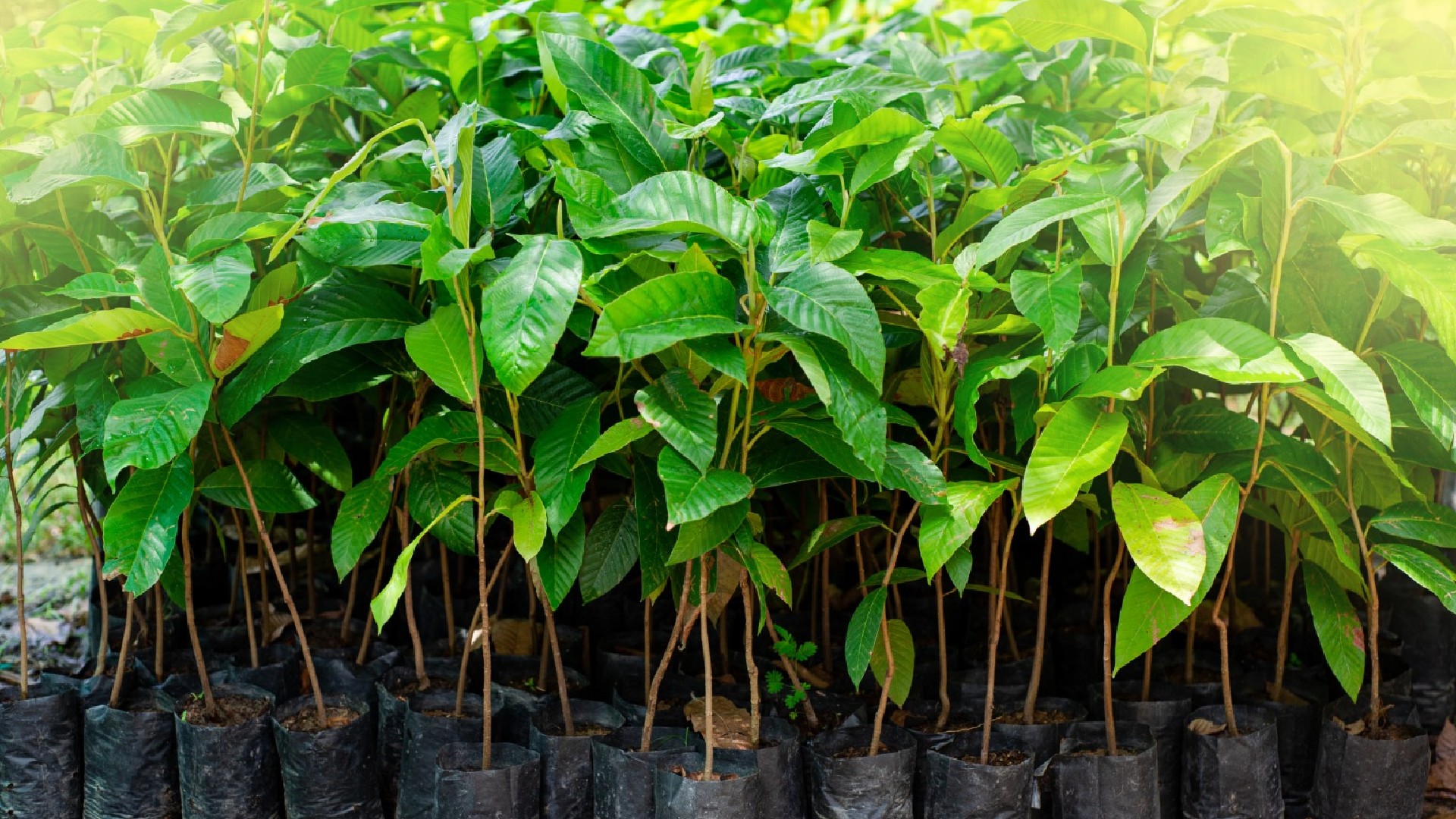 Una guía para entender los bonos de carbono aliados de las comunidades