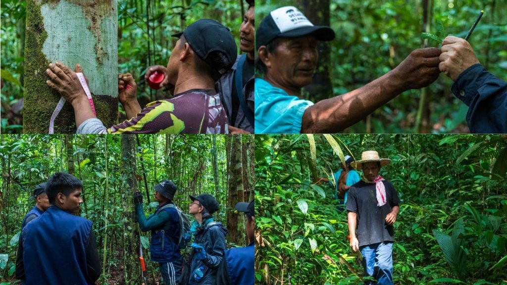 Monitoreo del bosque y estudio de la biodiversidad / Foto: Niko Jacob y Camilo Ankasi