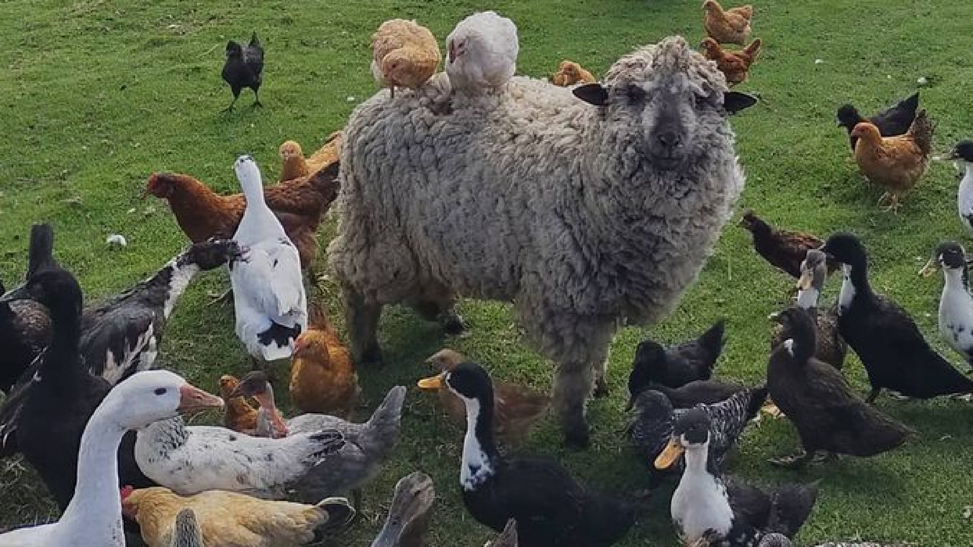 El Parque Agroturístico Granja Vadama alberga más de 700 animales de granja de al menos 20 especies, con los que visitantes pueden compartir y aprender. | Foto: Cortesía - Granja Vadama