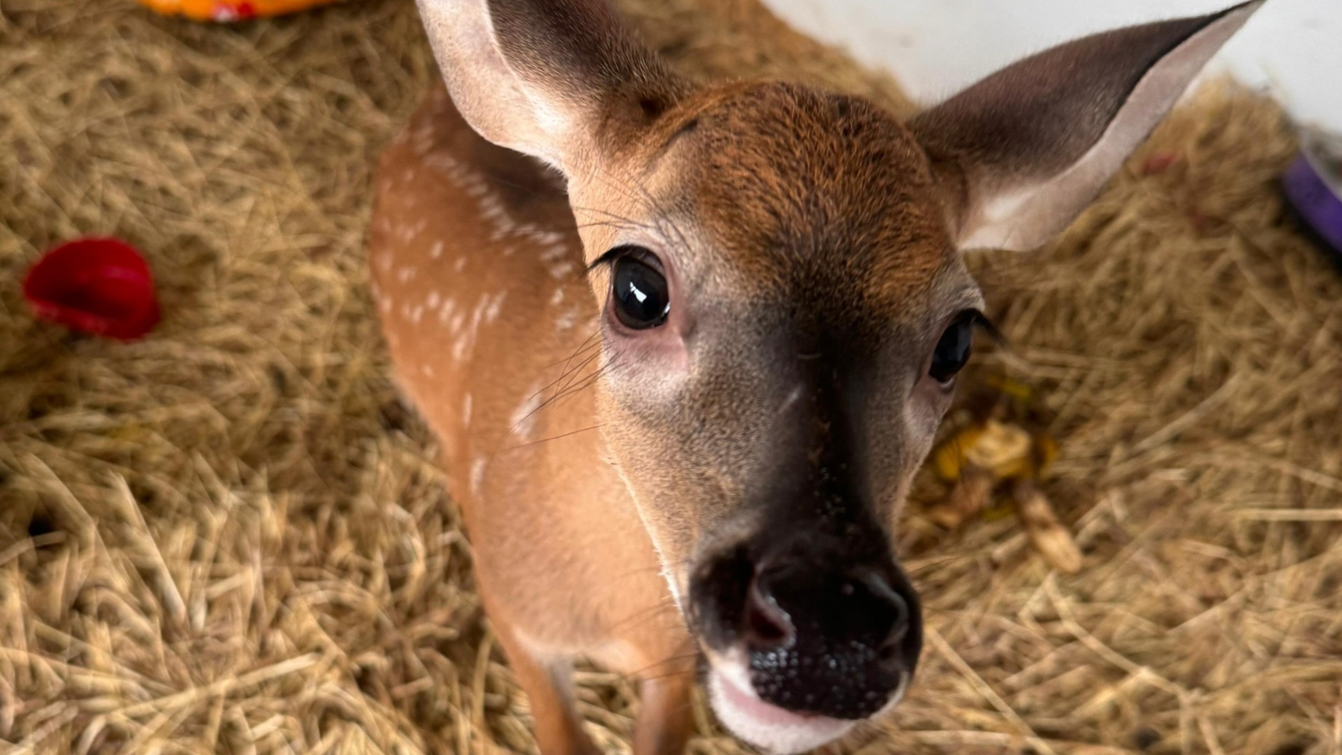 Esta cría de venado fue rescatada tras la muerte de su madre, víctima de caza ilegal. | Foto: Cortesía - Hogar de Paso Antopa